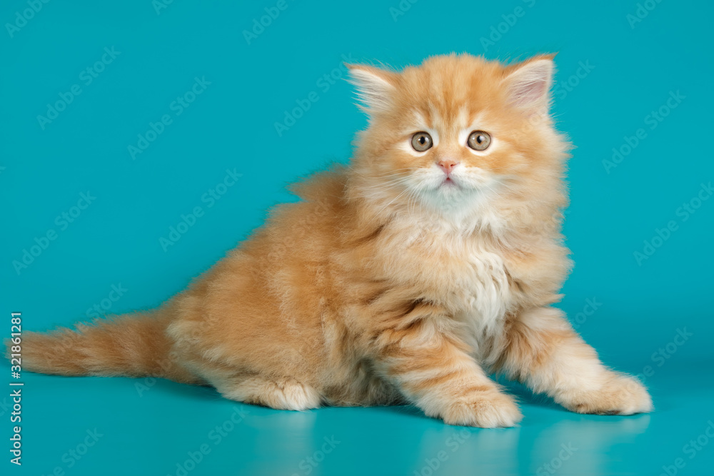 Studio photography of a scottish straight longhair cat on colored backgrounds