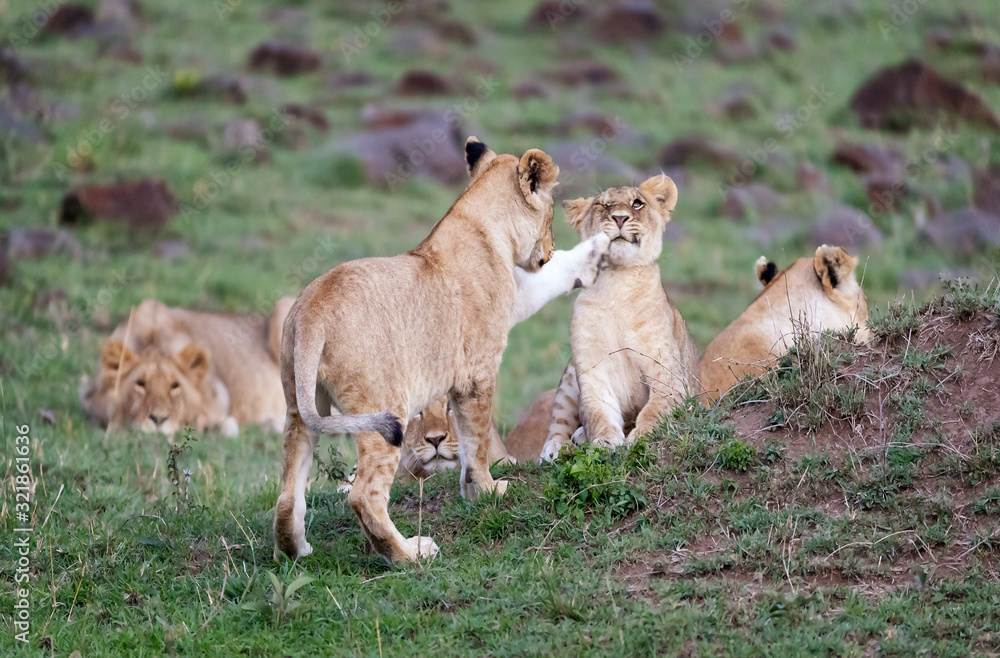 Fototapeta premium A pride of lions, with playful cubs, in the Masai Mara