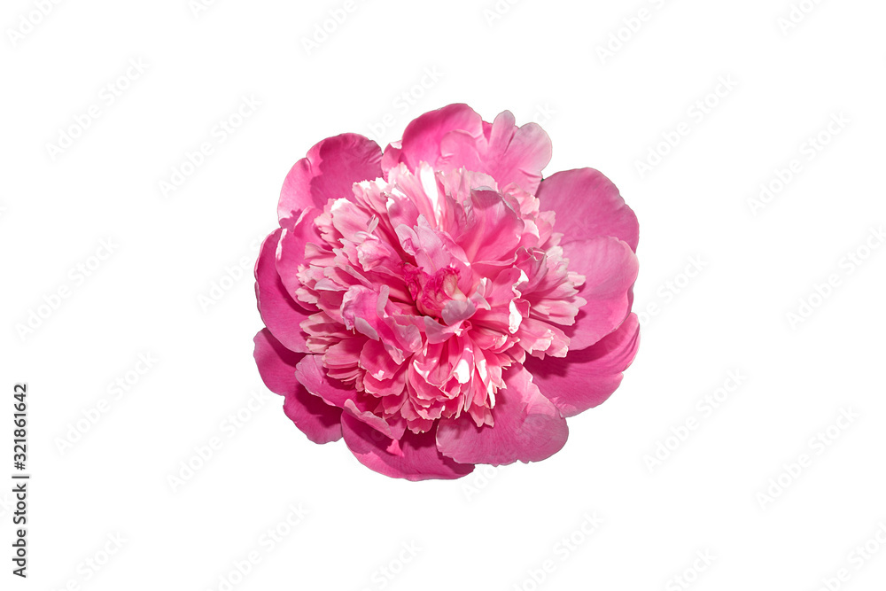 Beautiful pink flower isolated on white background. Peony on white background. Beautiful pink flower isolated on white background. Peony on white background.