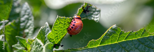 Larvae of the Colorado potato beetle on the potato bush close-up Fototapet