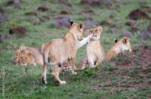 A pride of lions, with playful cubs, in the Masai Mara