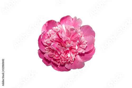 Beautiful pink flower isolated on white background. Peony on white background. 