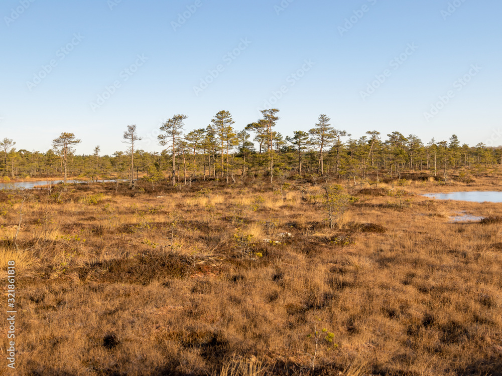 beautiful bog landscape