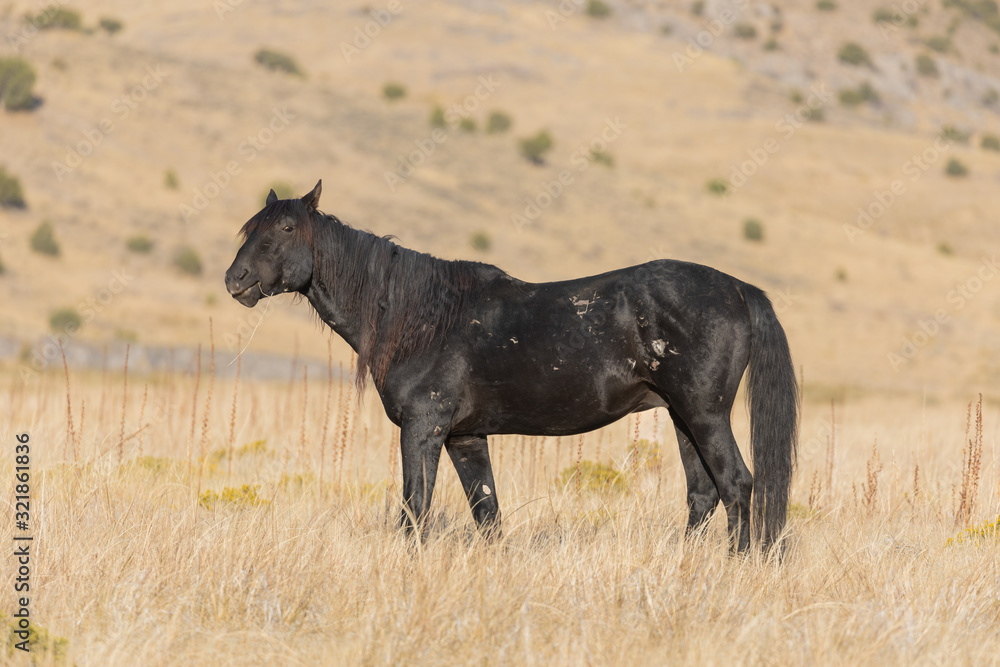 Wild Horse in Autumn in the Utah Desert Wild Horse in Autumn in the Utah Desert
