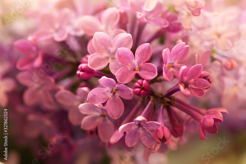 Fototapeta Naklejka Na Ścianę i Meble -  twig with beautiful soft purple lilac flowers, macro shot