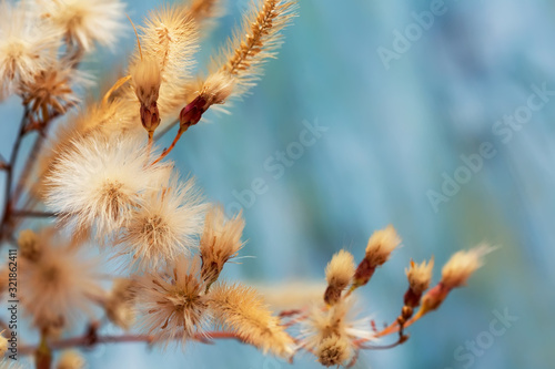 fluffy thistle plant twigs closeup
