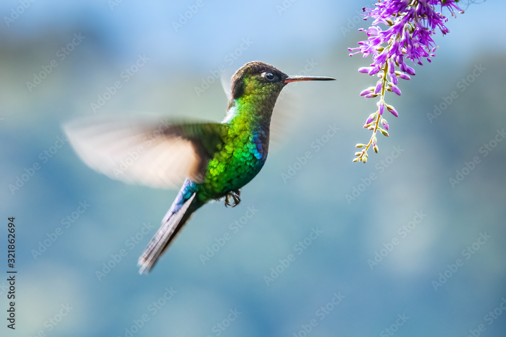 Fototapeta premium Blue hummingbird Violet Sabrewing flying next to beautiful red flower. Tinny bird fly in jungle. Wildlife in tropic Costa Rica. Two bird sucking nectar from bloom in the forest. Bird behaviour