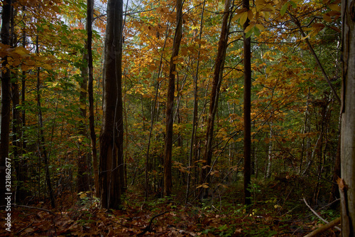 Fototapeta Naklejka Na Ścianę i Meble -  Romantic Autumn forest and trees