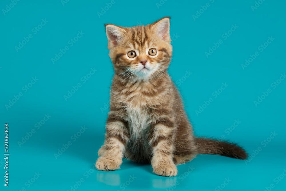 Fototapeta premium Studio photography of a scottish straight shorthair cat on colored backgrounds