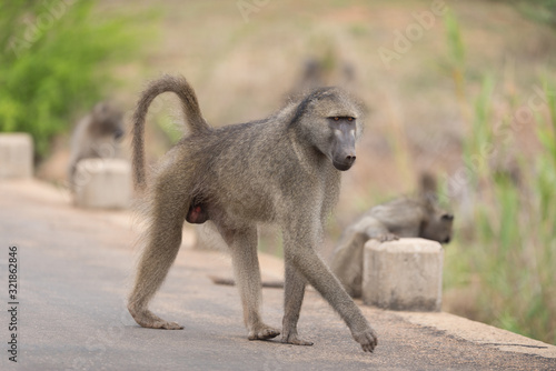 Baboon in the wilderness of Africa © Ozkan Ozmen