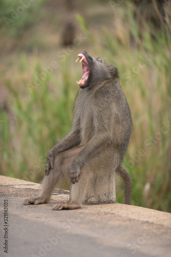 Baboon in the wilderness of Africa
