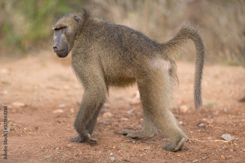 Baboon in the wilderness of Africa
