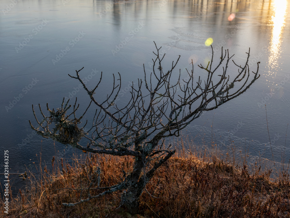 beautiful bog landscape at sunrise, beautiful bog landscape at sunrise,