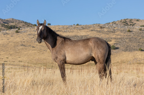 Wild Horse in Autumn in the Utah Desert