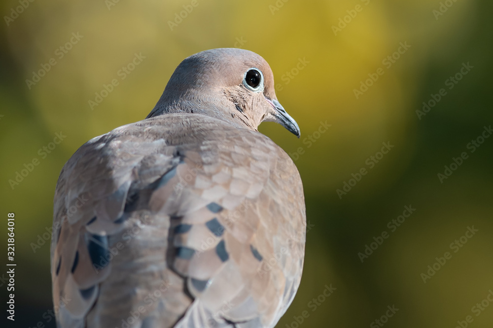 Profile of a Mourning Dove and a Moment of Reflection Profile of a Mourning Dove and a Moment of Reflection
