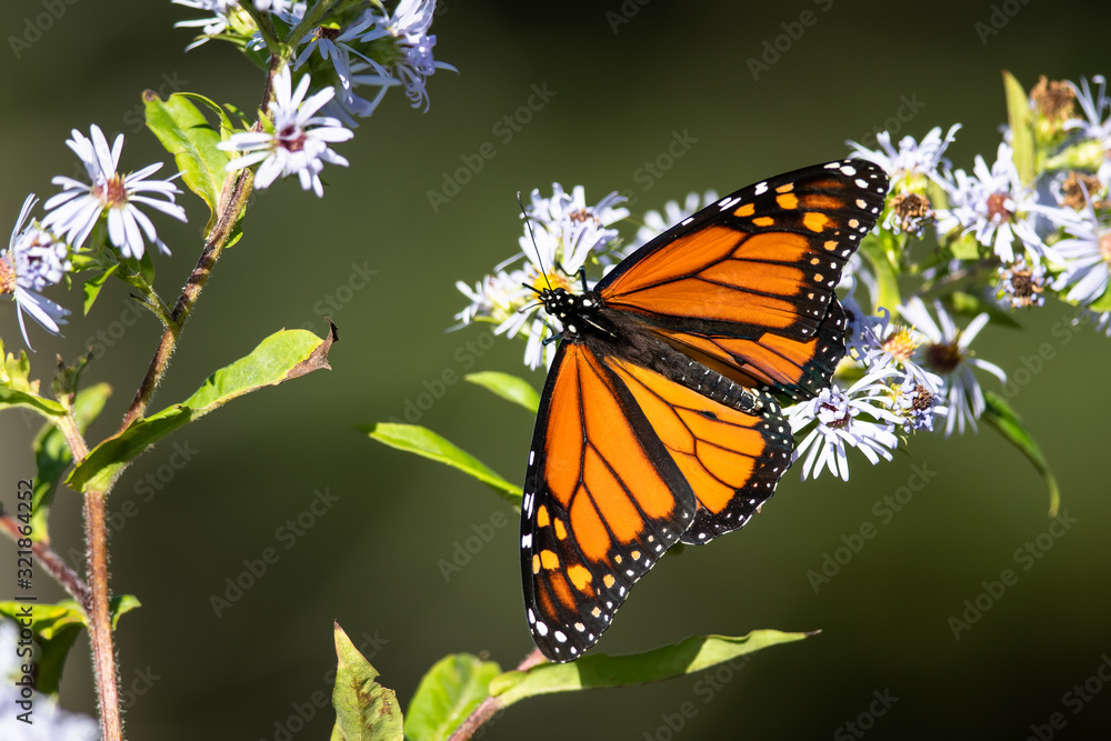 Fototapeta premium Monarch Butterfly Sipping Nectar from the Accommodating Flower