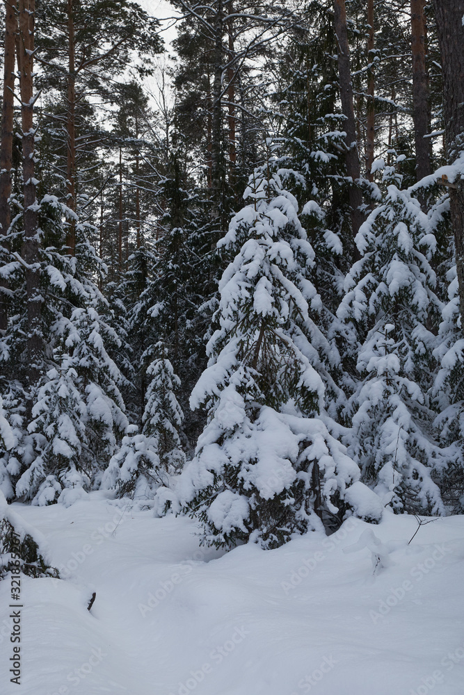 Winter in the forest. Winter mixed forest covered by snow hoarfrost. Wintry landscape. Winter in the forest. Winter mixed forest covered by snow hoarfrost. Wintry landscape.