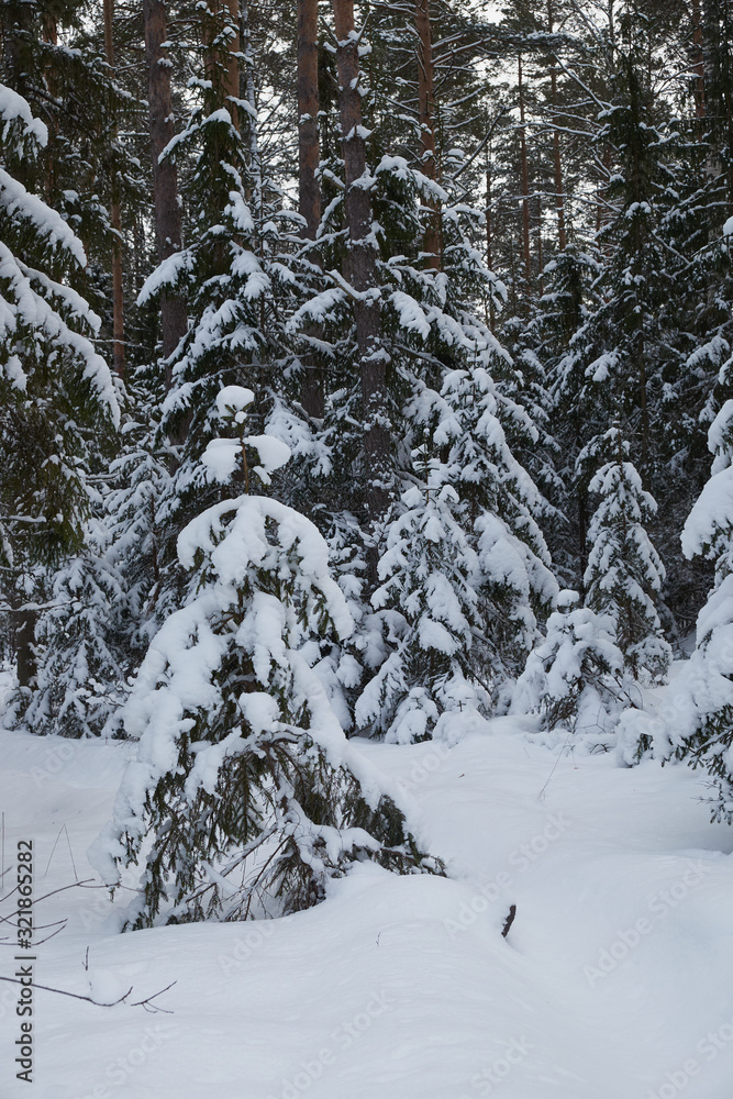 Fototapeta premium Winter in the forest. Winter mixed forest covered by snow hoarfrost. Wintry landscape.