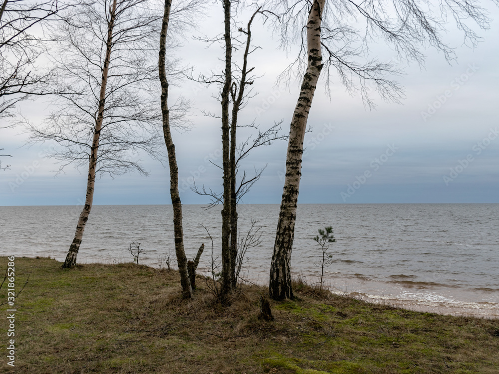 Obraz premium landscape with trees, steep sea shore