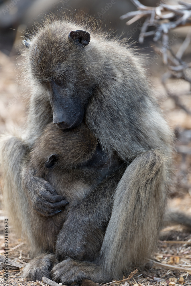 Fototapeta premium Baboon Family in the wilderness of Africa
