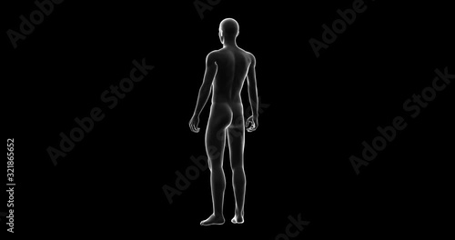 Man, Male Body 3D Model, Seamless Loop, Transparent with Alpha