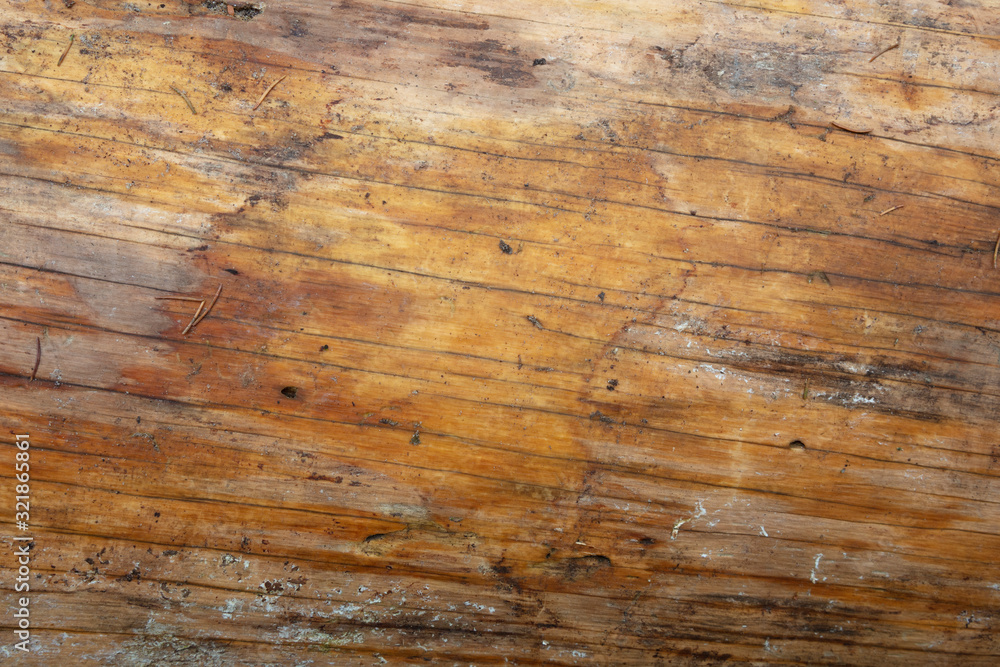 Obraz premium Oberfläche eines Baumstamms