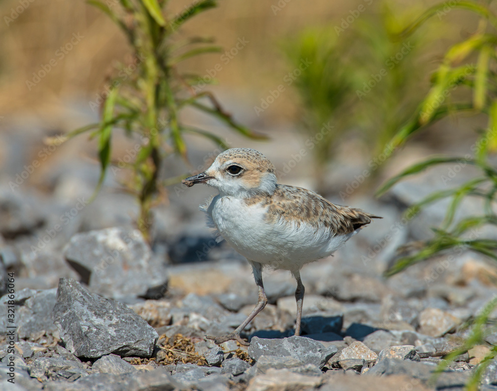 Killdeer chick Killdeer chick