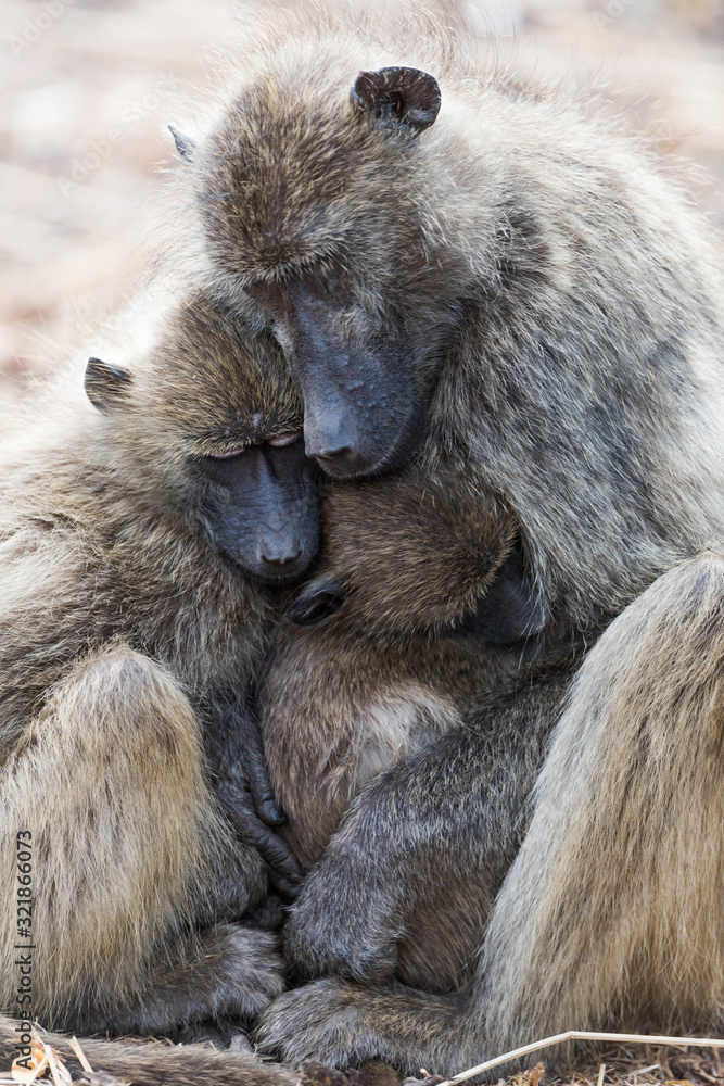 Baboon Family in the wilderness of Africa Baboon Family in the wilderness of Africa