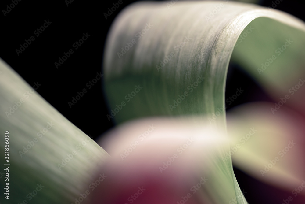 Fototapeta premium leaftulip flower closeup, macro, sweden, stockholm, nacka, sverige
