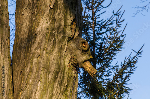 Fototapeta Naklejka Na Ścianę i Meble -  Drzewo 