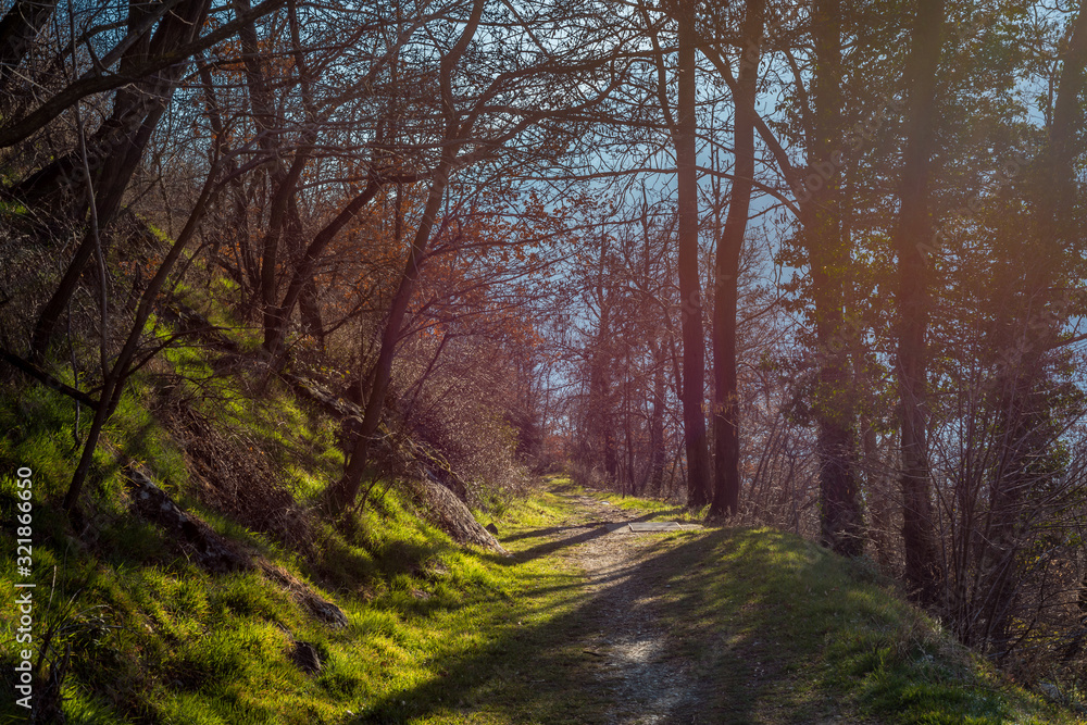 Naklejka premium forest with trees in sunny day on mountain