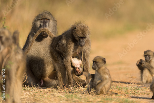 Baboon Family in the wilderness of Africa