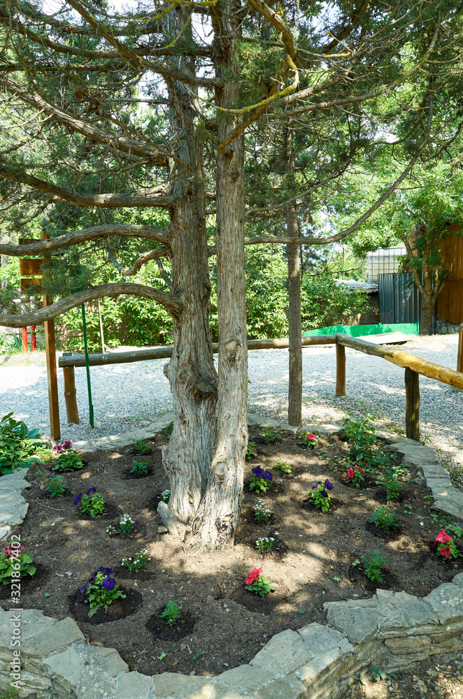 Flowers under a tree trunk. Spring landscape care in the New World Botanical Reserve, Crimea