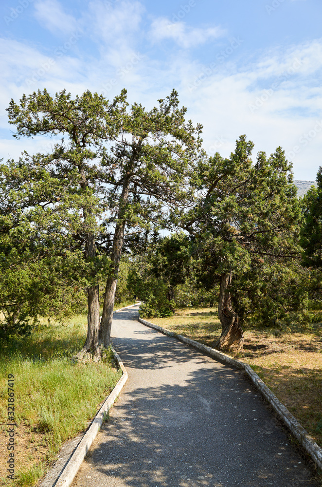 Alley and vegetation in the New World Botanical Reserve, Crimea