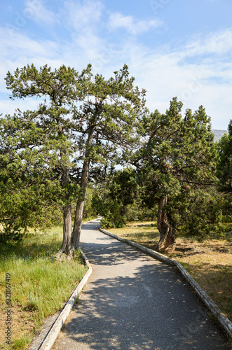 Obraz na płótnie Alley and vegetation in the New World Botanical Reserve, Crimea w salonie