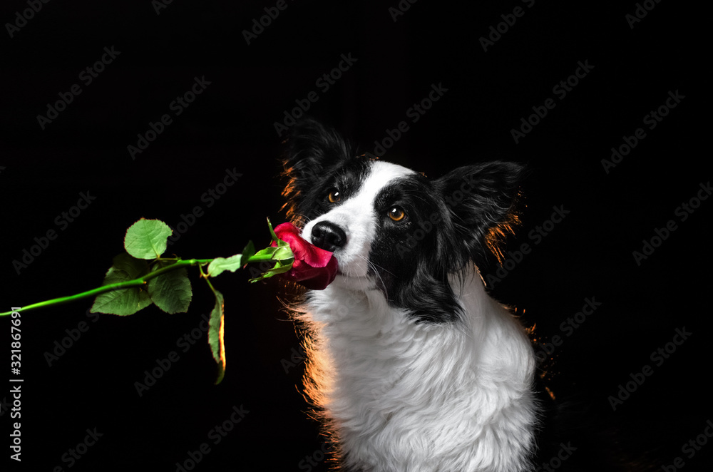 border collie lovely portrait on black background rose valentines day dog  Stock Photo | Adobe Stock