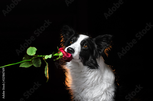  border collie lovely portrait on black background rose valentines day dog