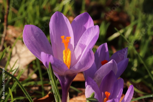 crocus bulbs in full bloom early signs of spring