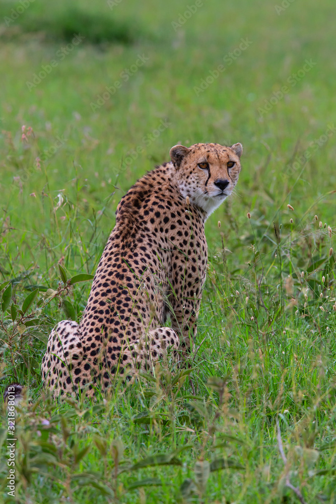 Cheetah male on the green plains after some rains in the Masai Mara Game Reseve in Kenya Cheetah male on the green plains after some rains in the Masai Mara Game Reseve in Kenya