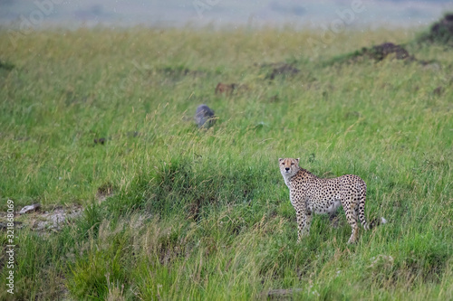 Cheetah male on the green plains after some rains in the Masai Mara Game Reseve in Kenya