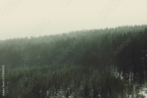Forrest Fog-shrouded wallpaper muddy trees