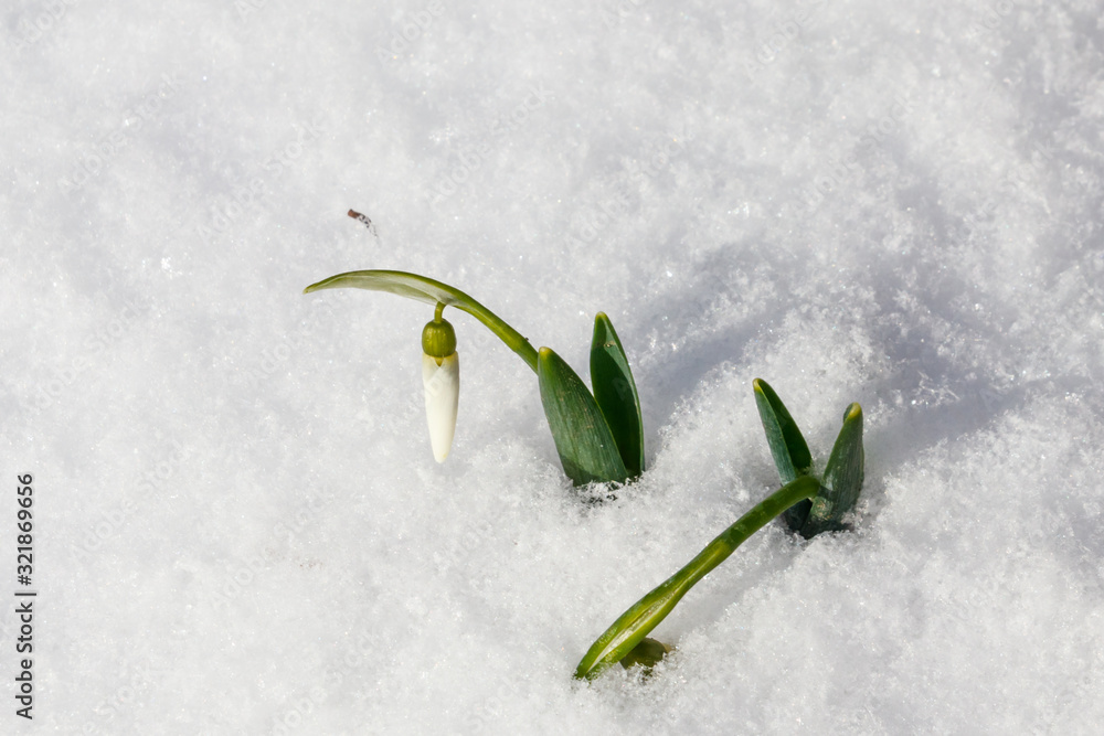 Naklejka White snowdrops in snow. First flowers