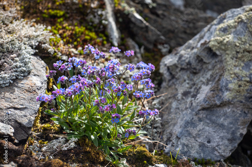 Flowering onrn landscape of the Polar Urals in Russia. Green grass and mosses on stones. Summer in the north beyond the Arctic Circle