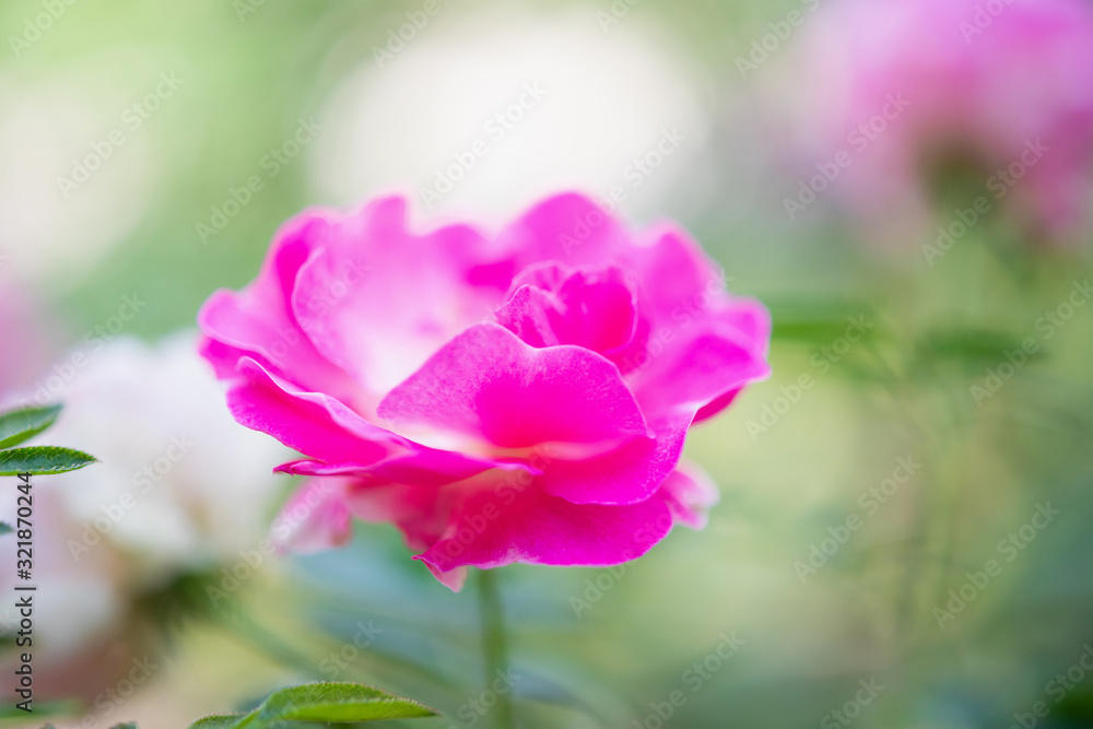 Beautiful pink roses flower in the garden Beautiful pink roses flower in the garden