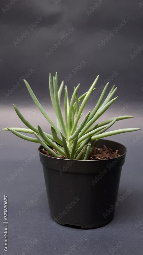 planta planta