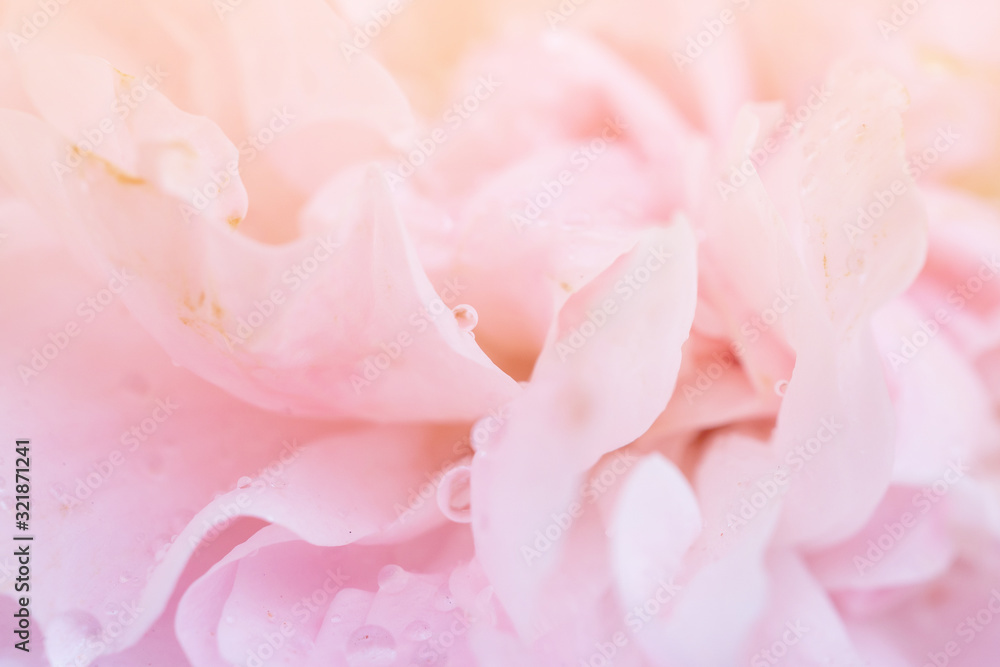 Beautiful pink roses flower close up abstract background
