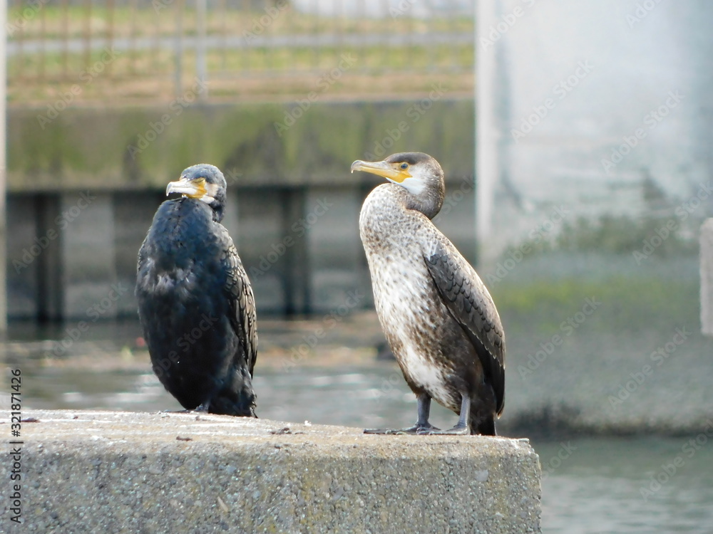 川の構造物に留まるウミウの幼鳥とカワウ Stock Photo | Adobe Stock