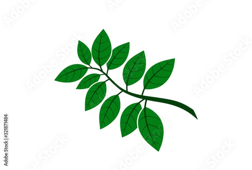 Sprig with green leaves. plant design element. vector hand drawn image