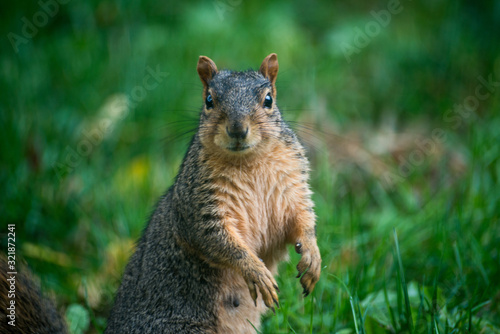 squirrel in the park © Matt