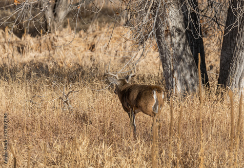 Whitetail Deer Buck in Colorado in the Fall Rut